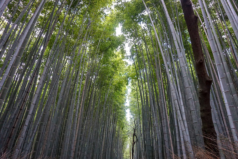 Bamboo forest Kyoto image