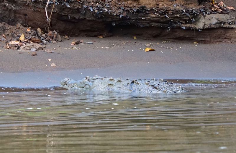 Costa Rica Tortuguero crocodile image