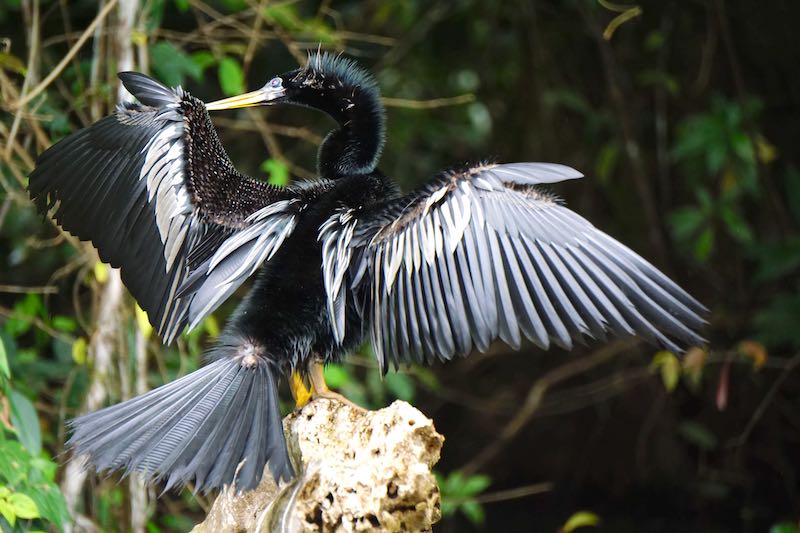 Costa Rica Tortuguero bird image