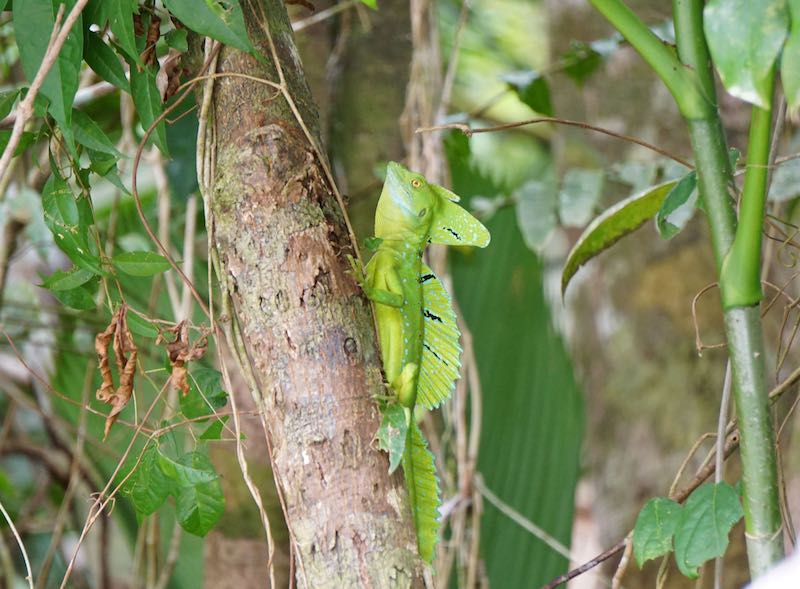 Costa Rica Tortuguero lizard image