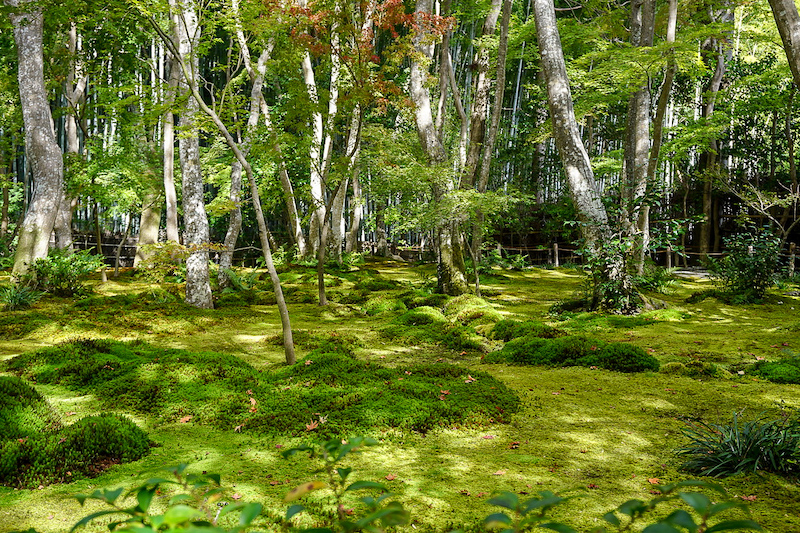 Wabi-sabi example Japan moss garden image