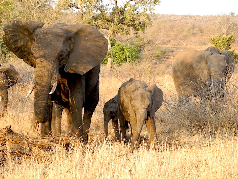 Singita Lebombo elephants image