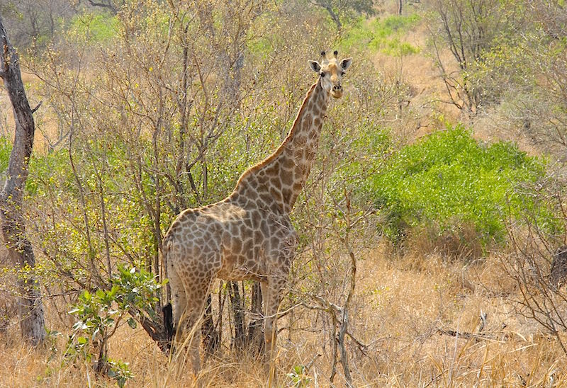 Singita Lebombo giraffe image