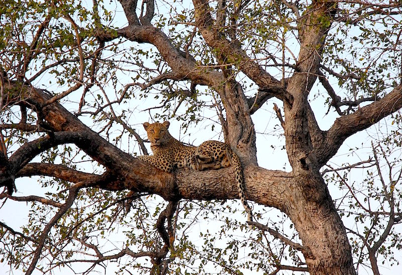 Singita Lebombo leopard image