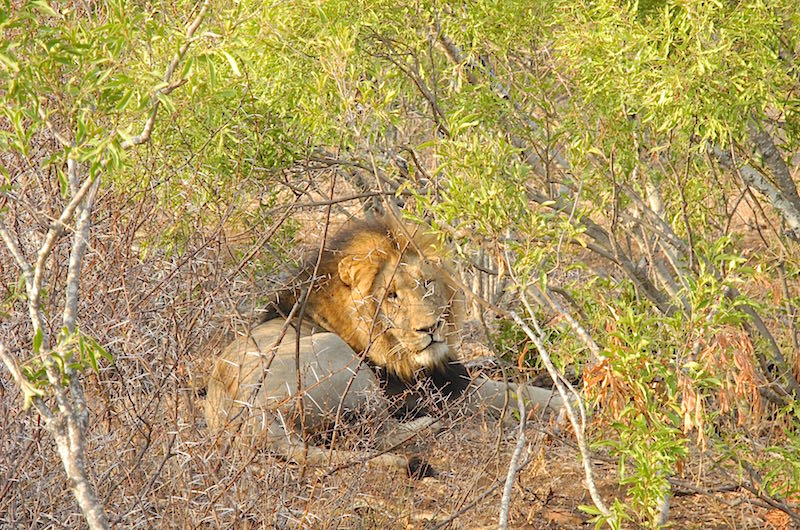 Singita Lebombo lion image