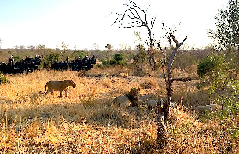 Singita Boulders lions image