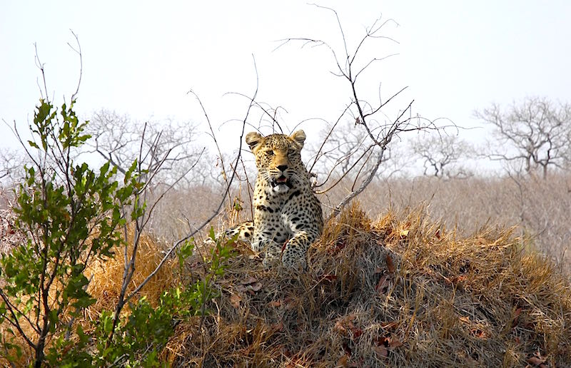 Singita Boulders leopard image