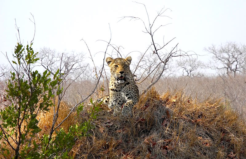 Singita Boulders leopard image