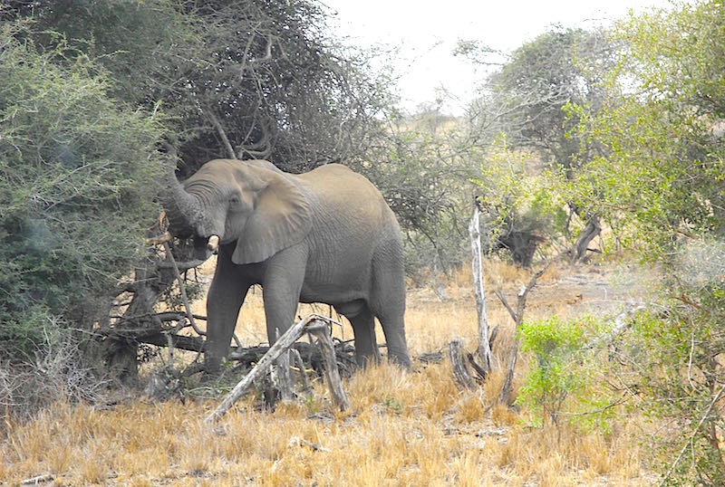 Singita Lembombo airport transfers image