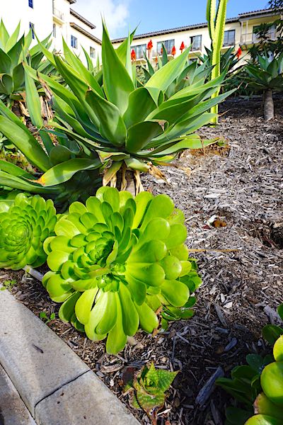 Terranea cacti image