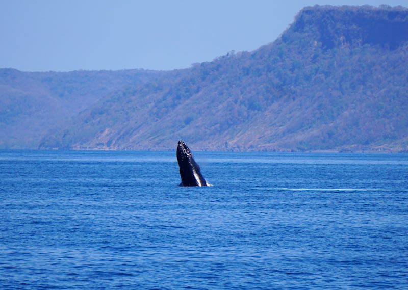 Costa Rica humpback whale photo